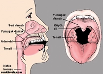 Gırtlak Ağrısı Belirtileri ve Tedavisi Gırtlak Ağrısı Belirtileri ve Tedavisi