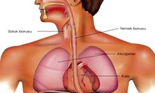 Gırtlak Borusu Özellikleri ve Faydaları Nelerdir? Gırtlak Borusu Özellikleri ve Faydaları Nelerdir?