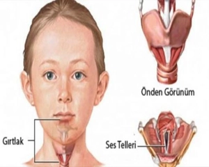 Gırtlak Görevi Nedir? Gırtlak Görevi Nedir?