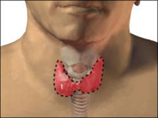 Gırtlak Kemiği Özellikleri ve Faydaları Nelerdir? Gırtlak Kemiği Özellikleri ve Faydaları Nelerdir?